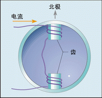 图1:具有双齿槽和单绕组的定子
